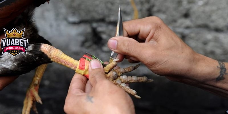 Đá gà cựa dao là gì ? Những điều cần biết về thể loại cá cược này 1 Đá gà cựa dao